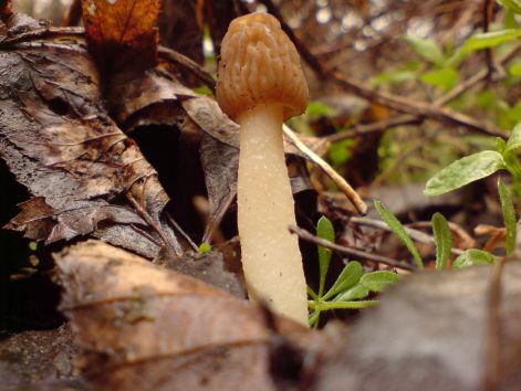 cseh_kucsma_20120415_6.jpg