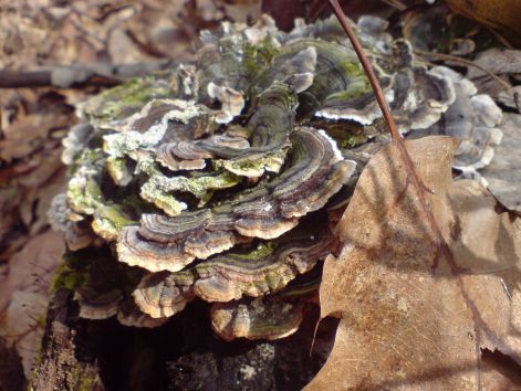 taplo_20110315.jpg