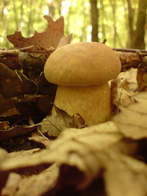 varganya_no_komment_2011_08_02.jpg varganya_no_komment_2011_08_02.jpg
